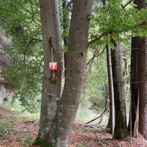 Orientierungslauf