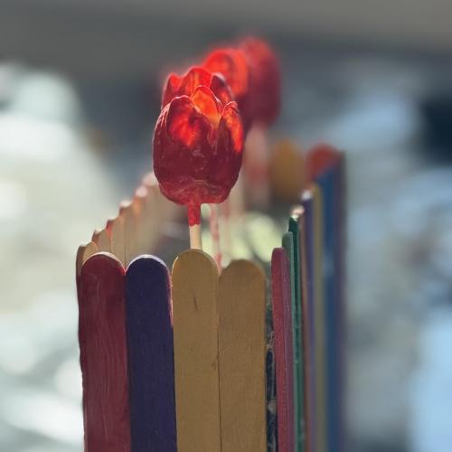 Nahaufnahme Pistazien-Tulpen