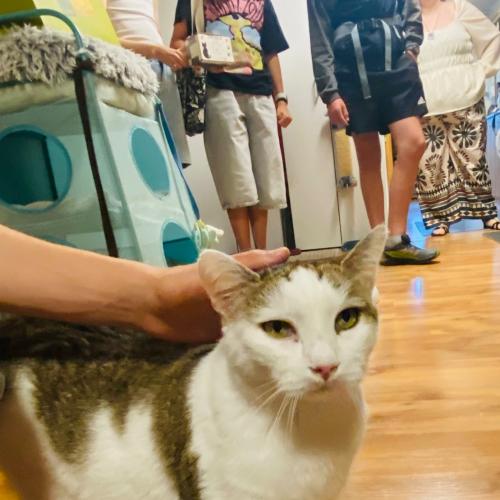 Und zum Schluss … Alles für die Katz?